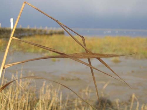 Umgebung von Dangast